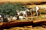 Steenbokken in Zion N.P.
